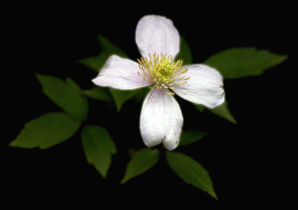 jasmin